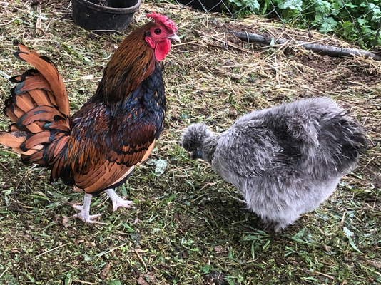 Raising Bantams from chicks to parenthood(Including silkies and polish chickens)