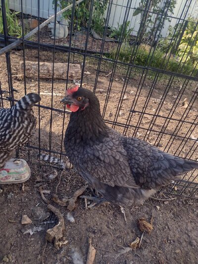 I got my first egg! | BackYard Chickens - Learn How to Raise Chickens