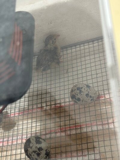 Quail hatching day 16