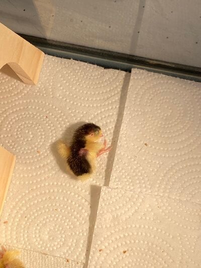 My journey with Button quail (king quail)