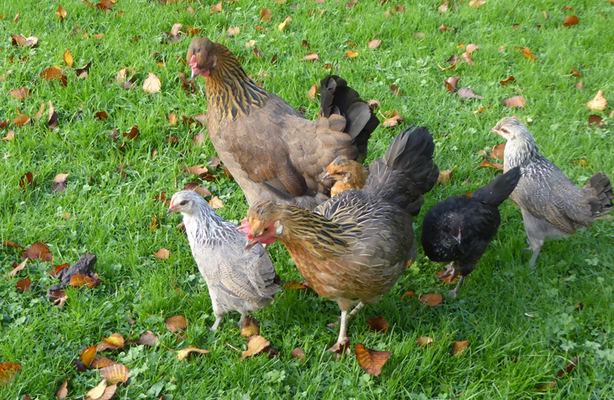 How good is your broody? How to identify the good, the bad, and the indifferent