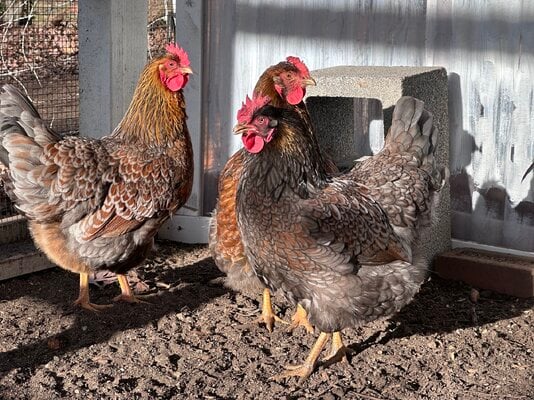 IMG_3473~photo chickens barnevelders misty foggy hazy.JPG