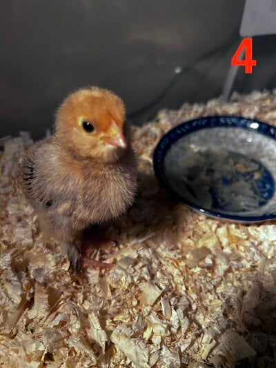 Chick 4 3rd pic.jpeg