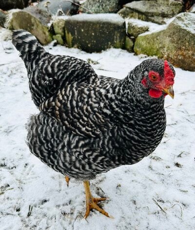 How to start a layer/dual purpose flock with adult hens (Basics only) (From personal experience.)
