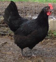 Jersey Giant: Size, Egg Laying, Colors, Temperament and More