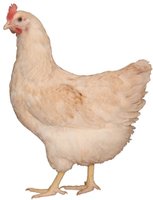 36a29fc6_1184628477_Amber-White-Chicken.jpeg