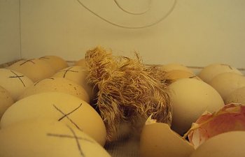 Egg failure to hatch - Diagnosing incubation problems