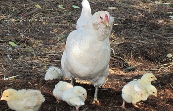 Encouraging Or Discouraging Broodiness In Your Hens