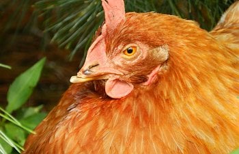 So you want to rescue a chicken... Now what?