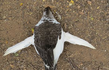 Angel Wing in Waterfowl