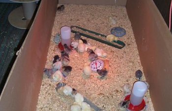 Our Fold Up Brooder Box