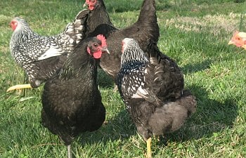 Chicken Injuries & Diseases - How To Diagnose & Treat Your Chickens