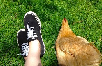 How To Raise A Chicken As A Family Pet