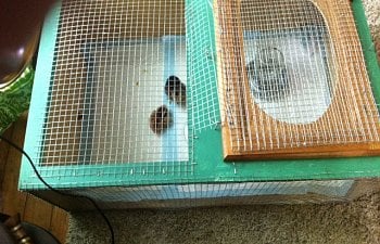 My Homemade Brooder Made From An Old Kitchen Cabinet