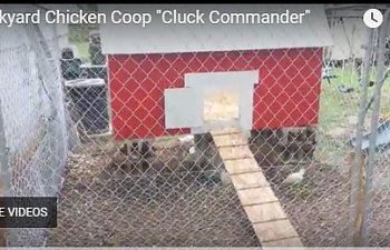 Cluck Commander