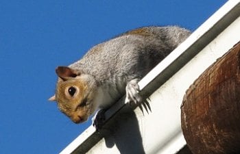 Squirrel - Chicken Pests - How To Protect Your Chickens From Squirrels