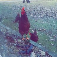ChickenMom16
