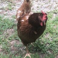 New Hen Mama