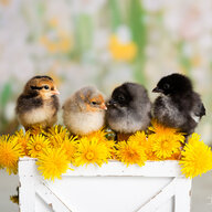 Baby Chickens2020