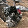 AZ Turkeys