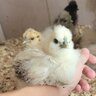 DesertSilkieHen