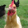 chickenneighbor