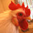 pretty_chicken