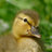 DuckWuv5294