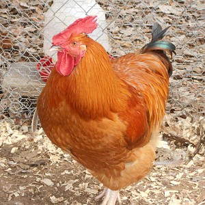 Buff Orpington X Easter Egger | BackYard Chickens