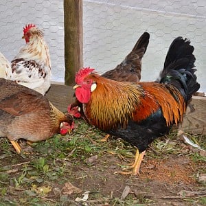 Icelandic or Viking Hen | BackYard Chickens