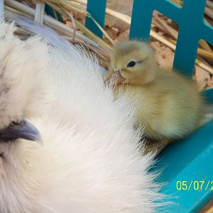 Ducklings 2012