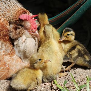 Appleyard ducklings