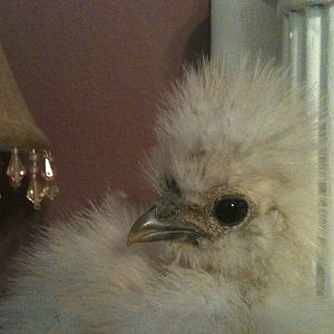 Silkie Chicks 5 month Portraits