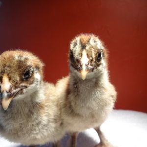 My New McMurray Chicks!