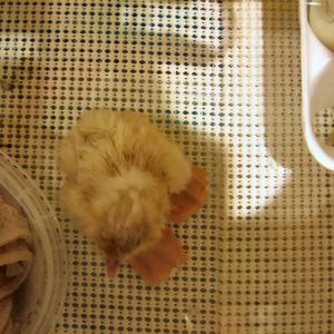 Hatch: Sitting chick