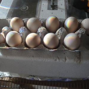 Hatching Eggs In An Incubator