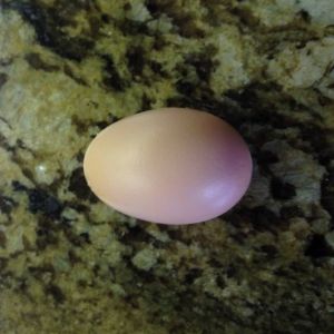 My first egg ever