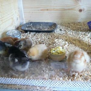 First Chicks, Day 5