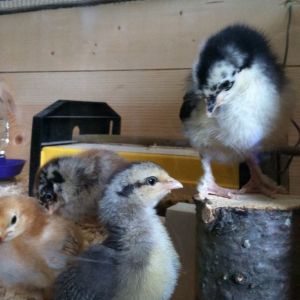 First Chicks, Day 9