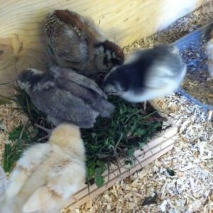 First Chicks, Day 11