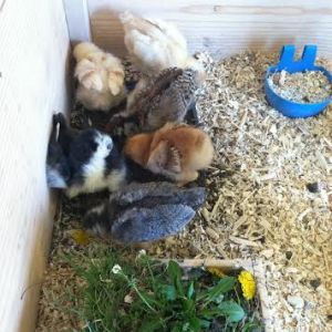 First Chicks, Day 12