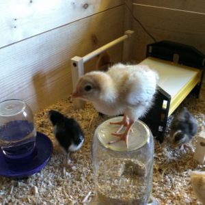 First Chicks, Day 13