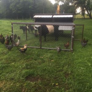 Chicken tractor