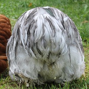 Splash Bantam Cochins