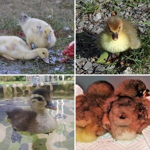 12th Annual BYC Easter Hatch-Along—Cutest Baby Fowl Photo Contest—Win a Brinsea Incubator!