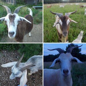 My Goats