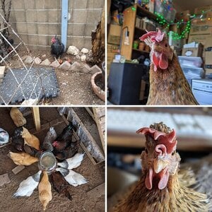Poultry Paparazzi, a Cell Phone Photo Contest