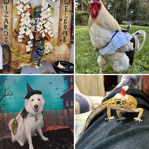 BYC's 2024 Spooktacular Halloween Hatch-Along—Critter Halloween Costume Contest