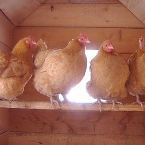 Media added by Buff Hooligans | BackYard Chickens - Learn How to Raise  Chickens