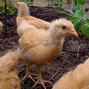 Media added by Buff Hooligans | BackYard Chickens - Learn How to Raise  Chickens